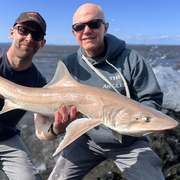 Target Smoothhounds on the Bristol Channel