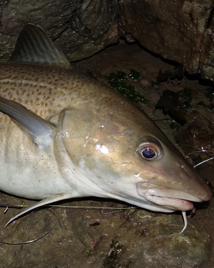 British Fish Cod How to Catch Cod from the Shores of the Bristol Channel in Somerset: A ...
