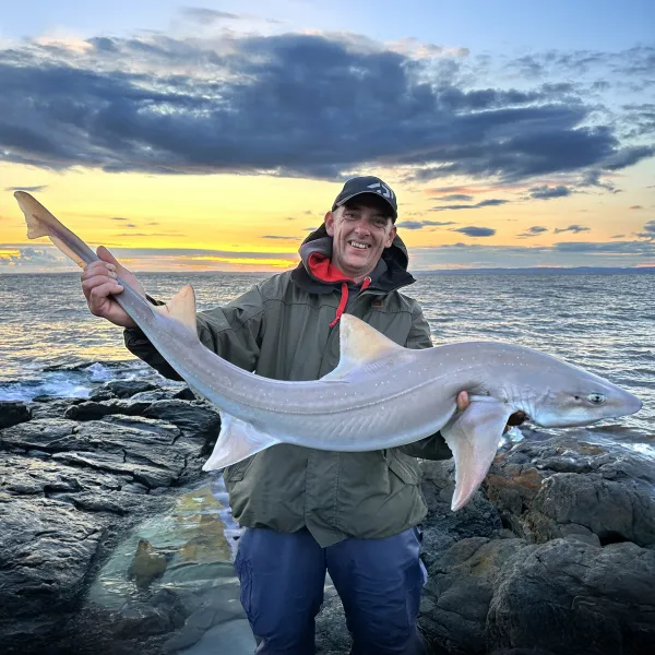 Target Smoothhounds on the Bristol Channel