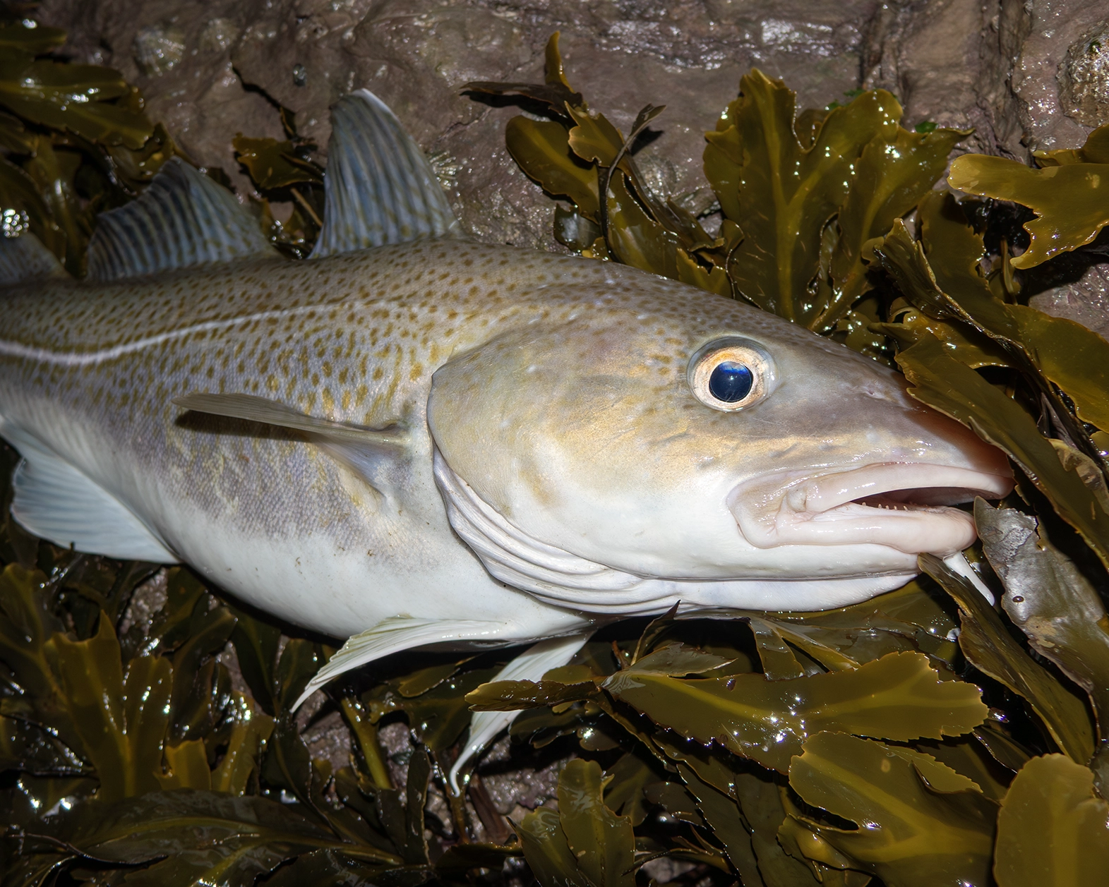 Shifting Tides: How Fish Populations Have Transformed in the Bristol ...